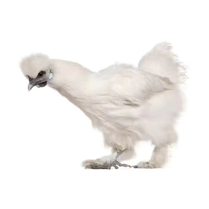 纯种半大泰和乌鸡半斤白凤乌鸡活体脱温小鸡散养白毛乌骨鸡活 半斤