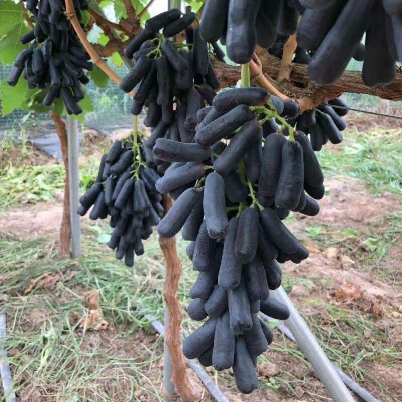 花俊蓝宝石葡萄苗 果树苗 葡萄树苗 特大爬藤盆栽南北方四季种植当年