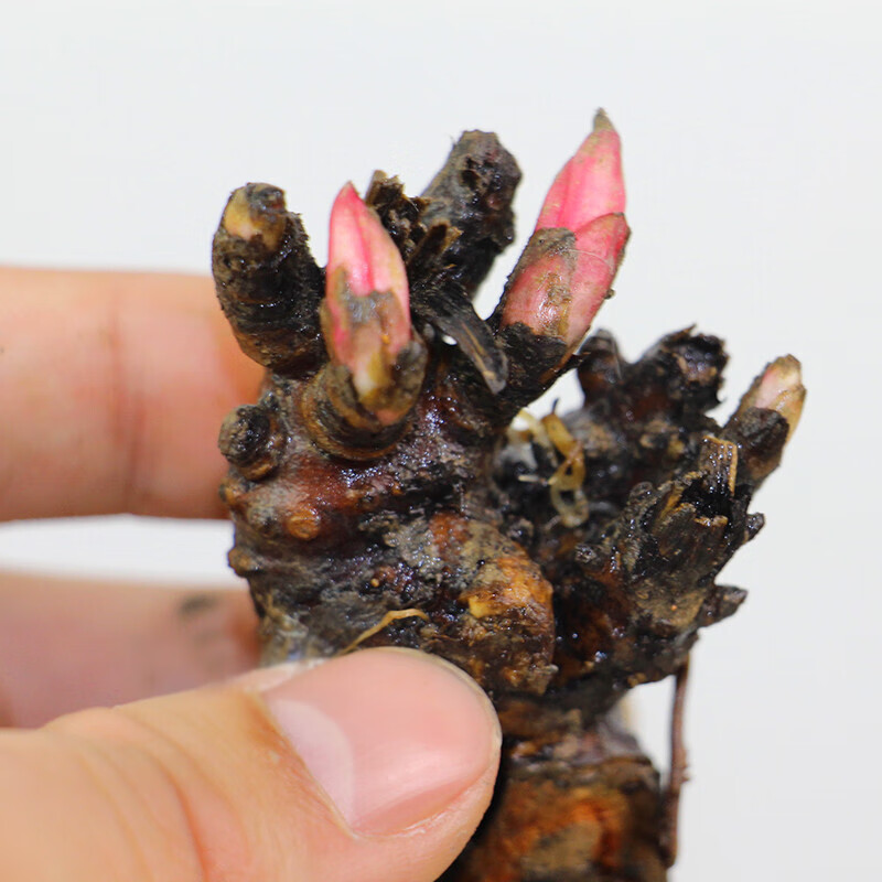 一花之秋 菏泽芍药芽根 带芽芍药根块多年生芍药花苗牡丹花苗当年开花