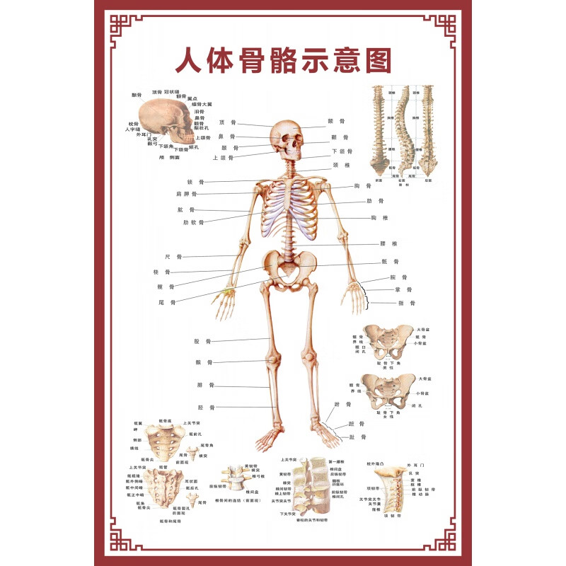 人体内脏解剖示意图医学骨骼肌肉器官血管血液结构图医院海报 人体