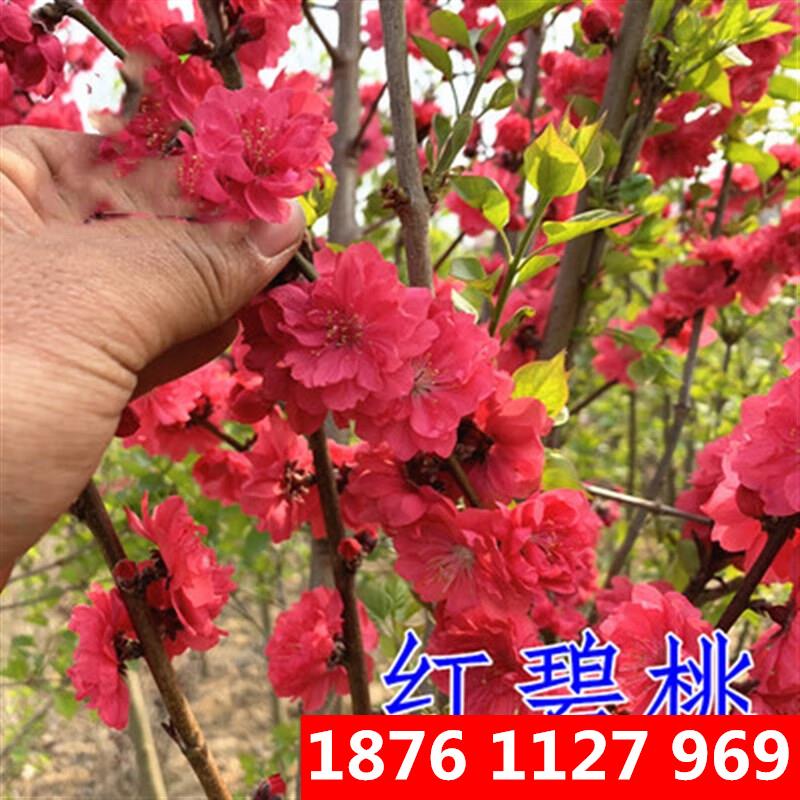 树苗红叶碧桃紫叶桃红花碧桃绿化工程庭院行道树木桃花 红碧桃2公分粗