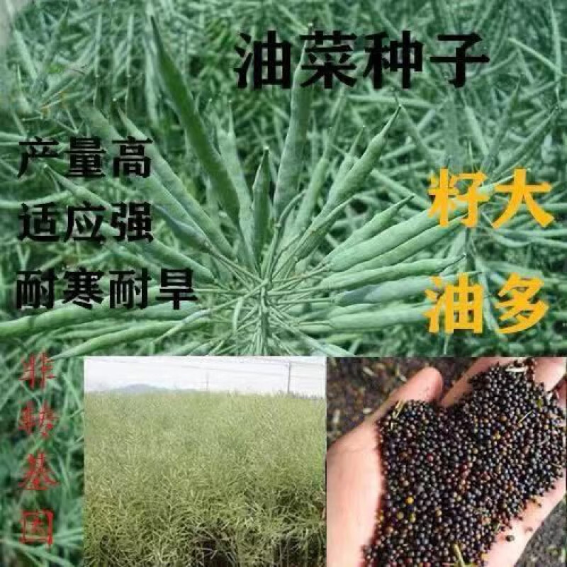 赤卉高产油菜种子绿化观赏油菜花种子榨油原料油菜种子油菜籽 高产