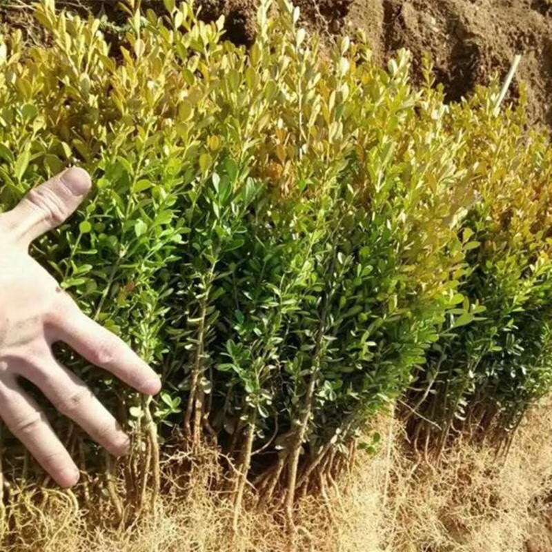 苗四季常青园林绿化工程苗木绿篱庭院植物冬青树苗 小叶黄杨床苗100棵