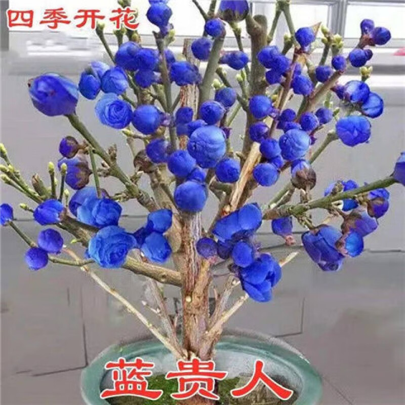 四季梅花树苗耐寒冻带花苞盆栽地栽多彩梅花树一年四季开花多花 蓝