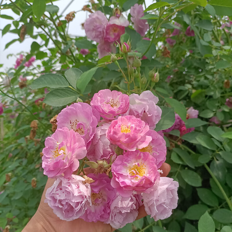 花仙知 藤本月季花苗十姐妹爬藤大苗无刺多花爬墙蔷薇花苗植物七姐妹