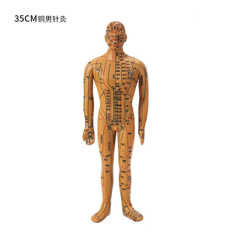 针灸人体模型十二经络穴位图中医培训机构专用模具训练人体迷你版