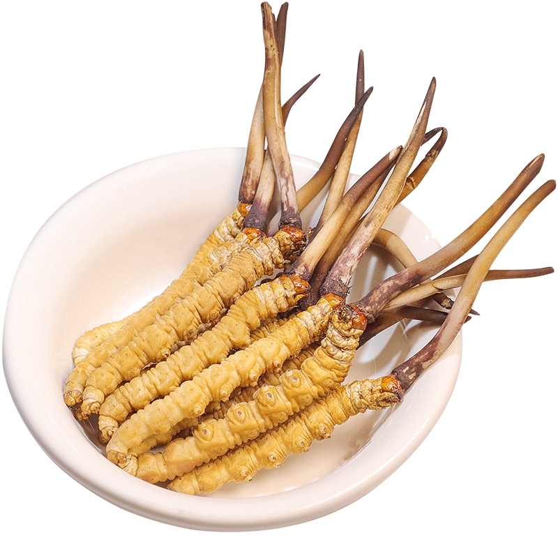 藏汐堂【2026年頭茬鮮草】新鮮冬蟲夏草 頭期鮮蟲草 滋補(bǔ)營(yíng)養(yǎng)品 0.6克/根15根