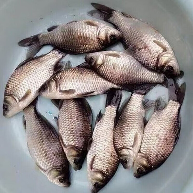 伯贤  生鲜微山湖新鲜鲫鱼新鲜淡水鱼现杀炖汤鲫鱼 小鲫鱼(一斤装)现