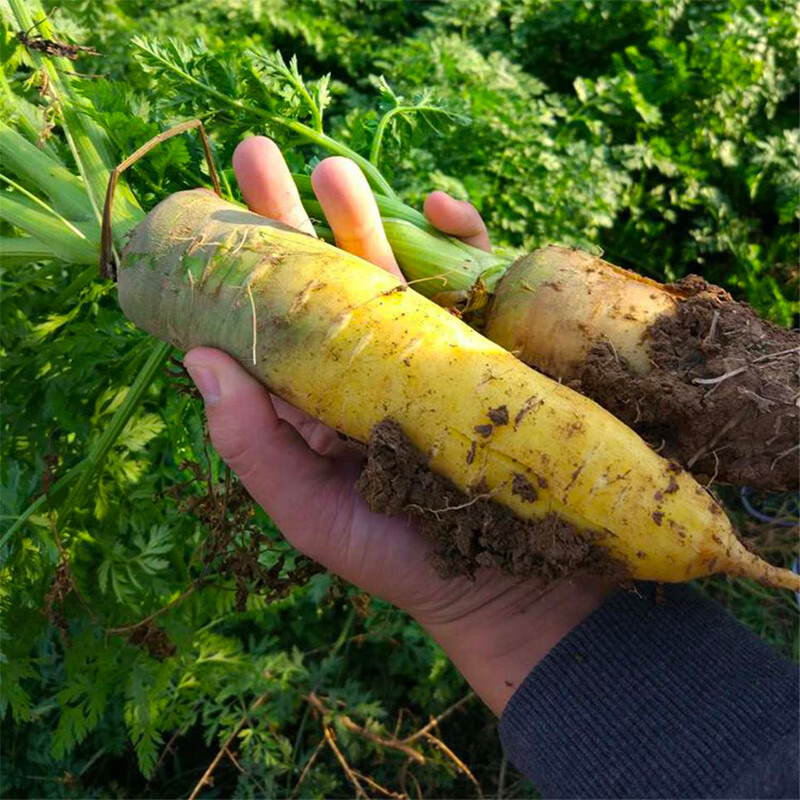 新疆糖心黄萝卜 抓饭冰糖心黄萝卜 箱装 新鲜蔬菜 时令蔬菜 冰糖心黄