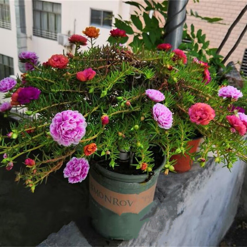 惜林园 太阳花盆栽花苗带花苞混色重瓣花卉 室内花阳台观花植物四季