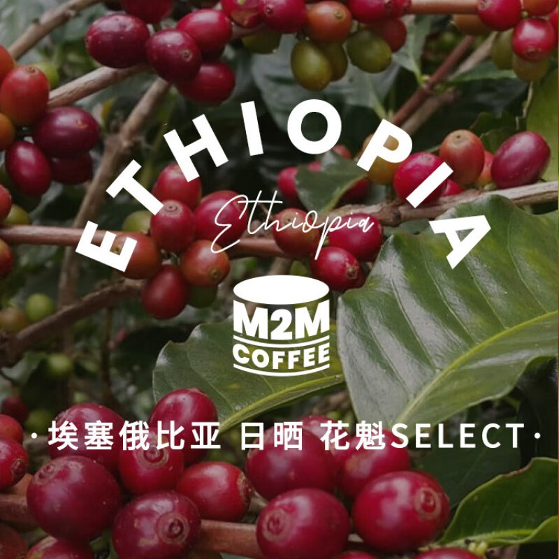 埃塞俄比亚咖啡 100g/罐 m2m 花魁select 日晒手冲咖啡豆 埃塞俄比亚