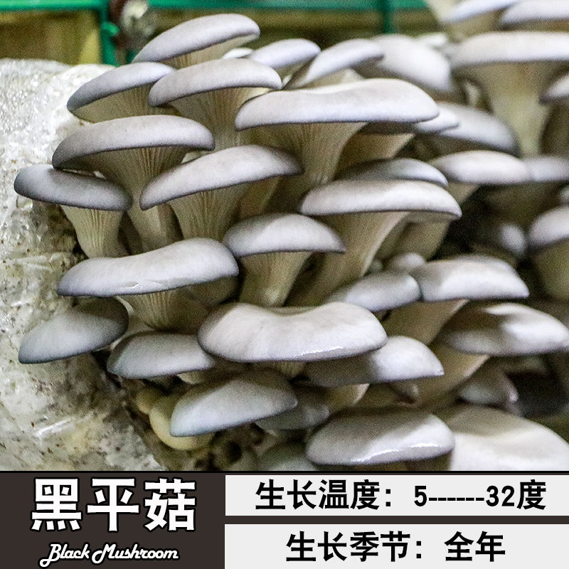 草菇菌种【高产香菇大菌包】香菇菌包蘑菇菌种菌包菌菇棒阳台平菇家庭