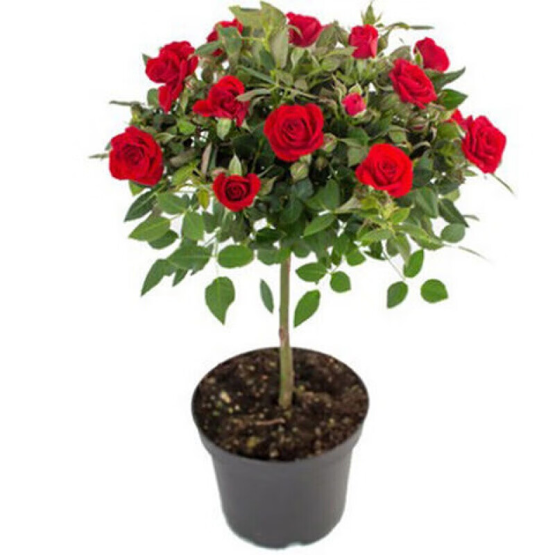 月季大花月季树苗嫁接欧月大花双色阳台庭院盆栽地栽当年开花 中国红