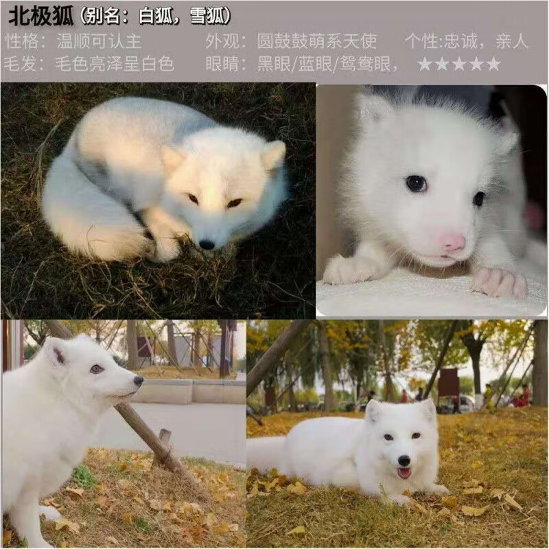 雪狐 相关京东优惠商品推荐降序 价格图片品牌优惠券 虎窝购