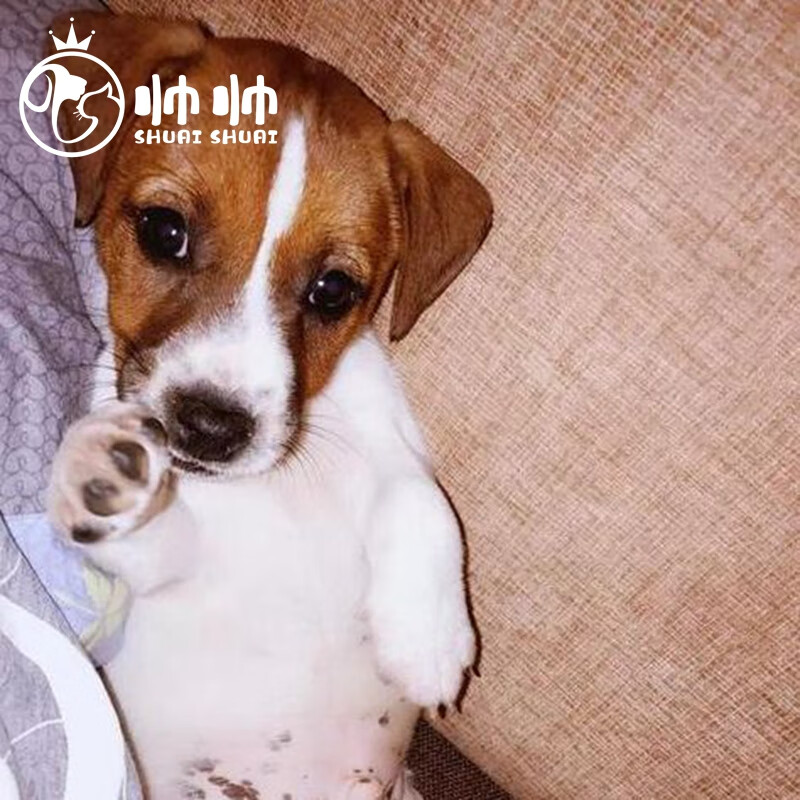 帅帅名宠北京犬舍杰克罗素幼犬  纯种杰克罗素梗活体  全国配送包活保