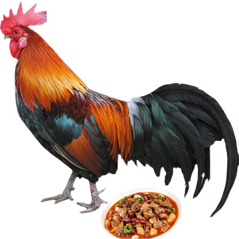 果亦橙黑脚大公鸡整只4-5斤 农村散养笨公鸡现杀脂肪少味道鲜美送礼
