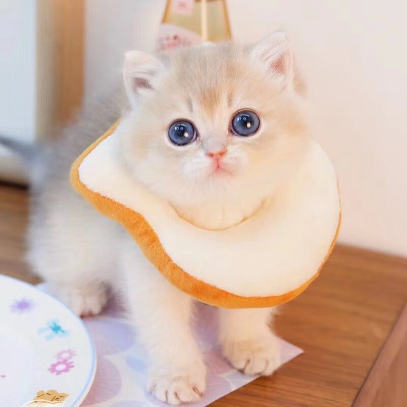 京逸蓝猫幼崽金渐层宠物猫活体幼猫银渐层活物蓝白英短小猫咪矮脚猫