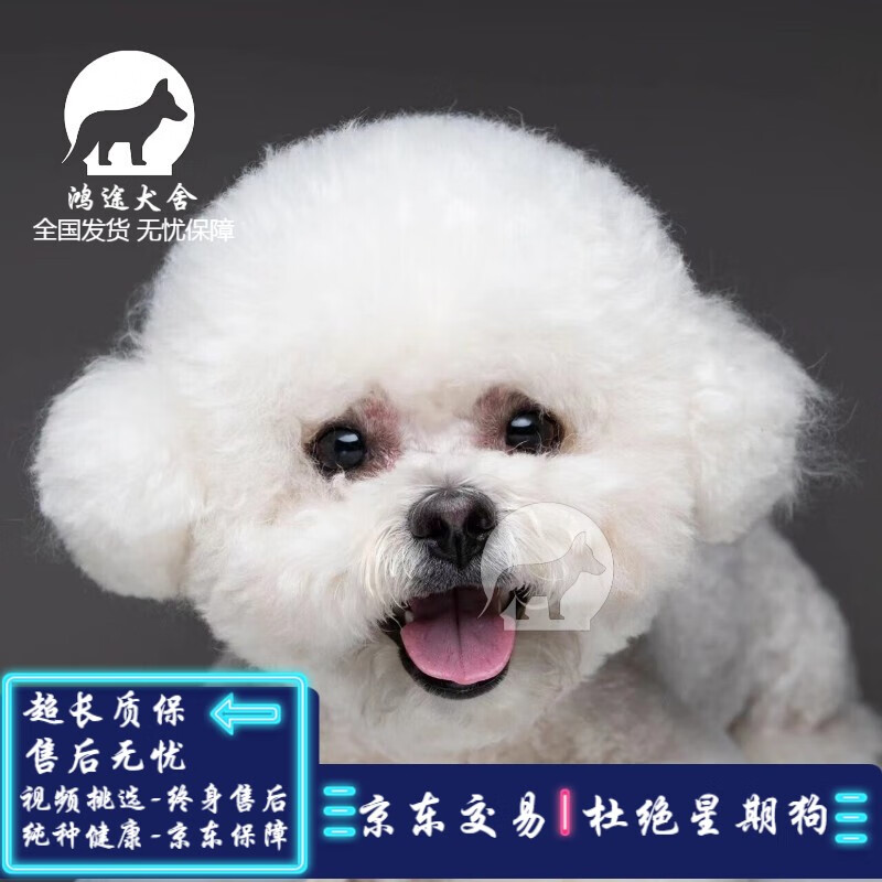 采缇（CAITI）比熊幼犬活体宠物狗狗活体狗狗幼犬幼崽小狗宠物狗小型犬 宠物级 SSS级 公母可挑怎么看?
