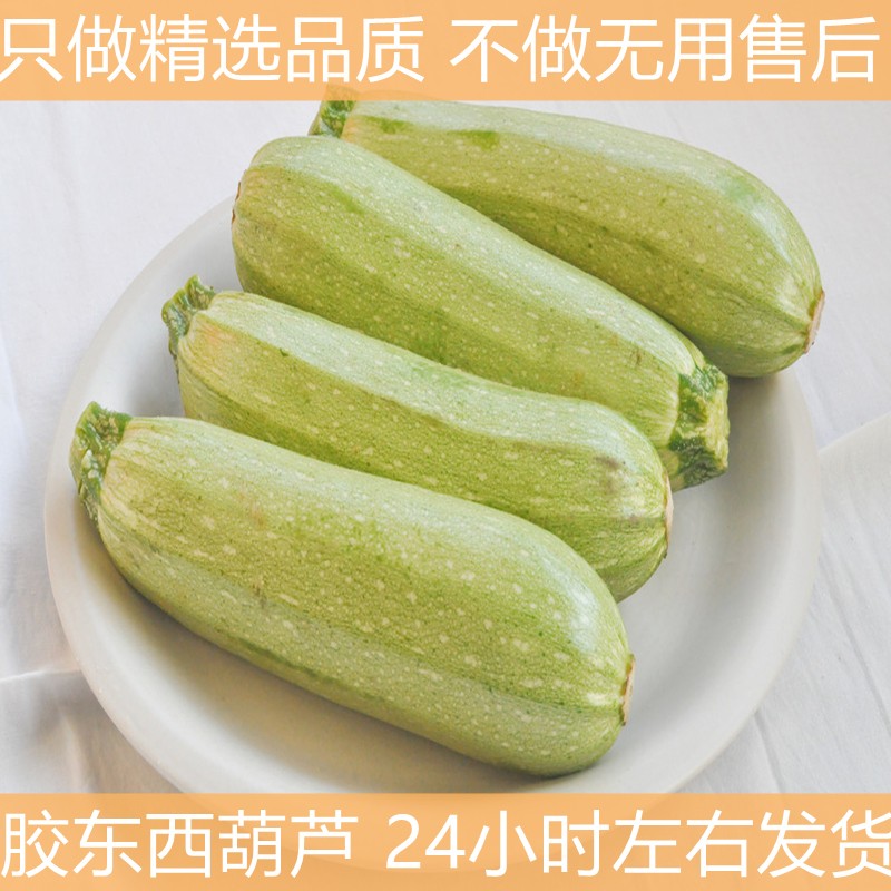 【健康轻食】 西葫芦新鲜 茭瓜 山东特产 火锅食材 新鲜蔬菜 5斤普通装
