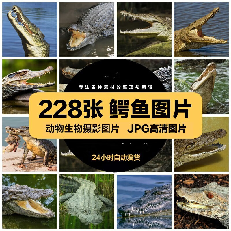 高清动物生物jpg图片凶猛的鳄鱼海洋动物设计喷绘打印素材 标准