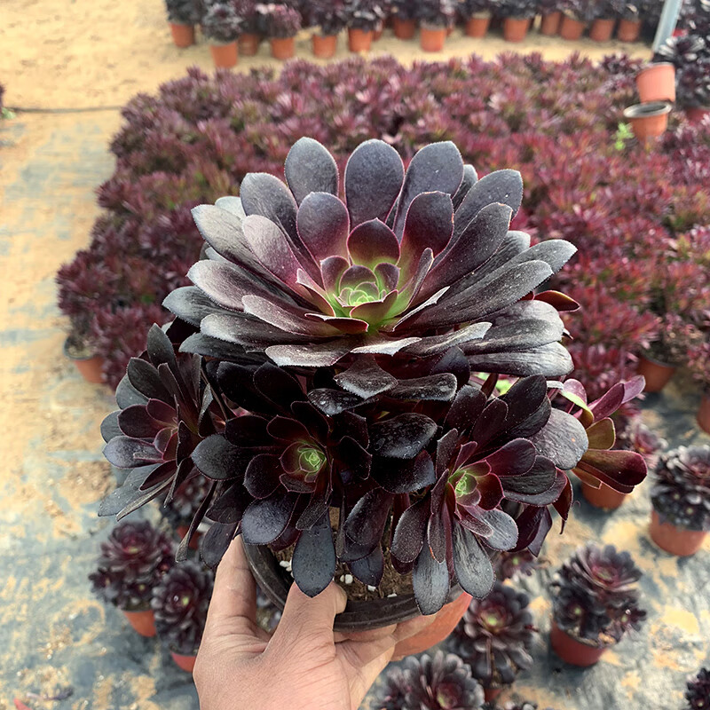 法师三圣赤霞飞水墨画欧紫铜壶一物一拍缀化老桩多肉植物桌面花卉 欧