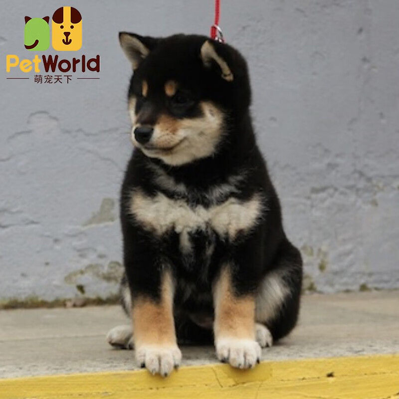 哼嘟(humdu)豆柴犬舍 出售纯种黑色柴犬幼犬 日本血统 豆柴 带日保证