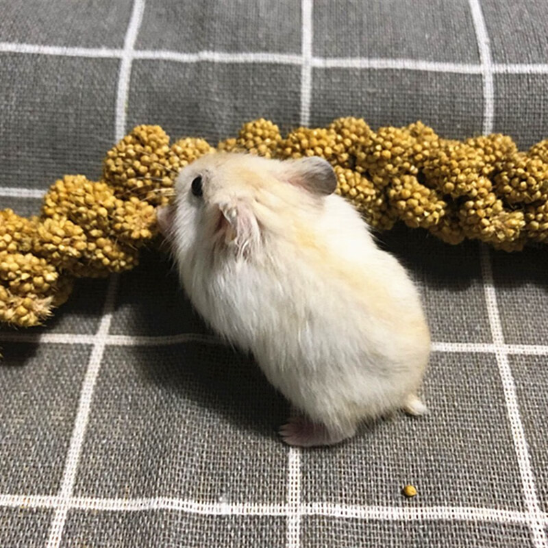 yellow仓鼠活体 金丝熊活物仓鼠幼崽活体小宠物鼠情侣一对 金狐1只