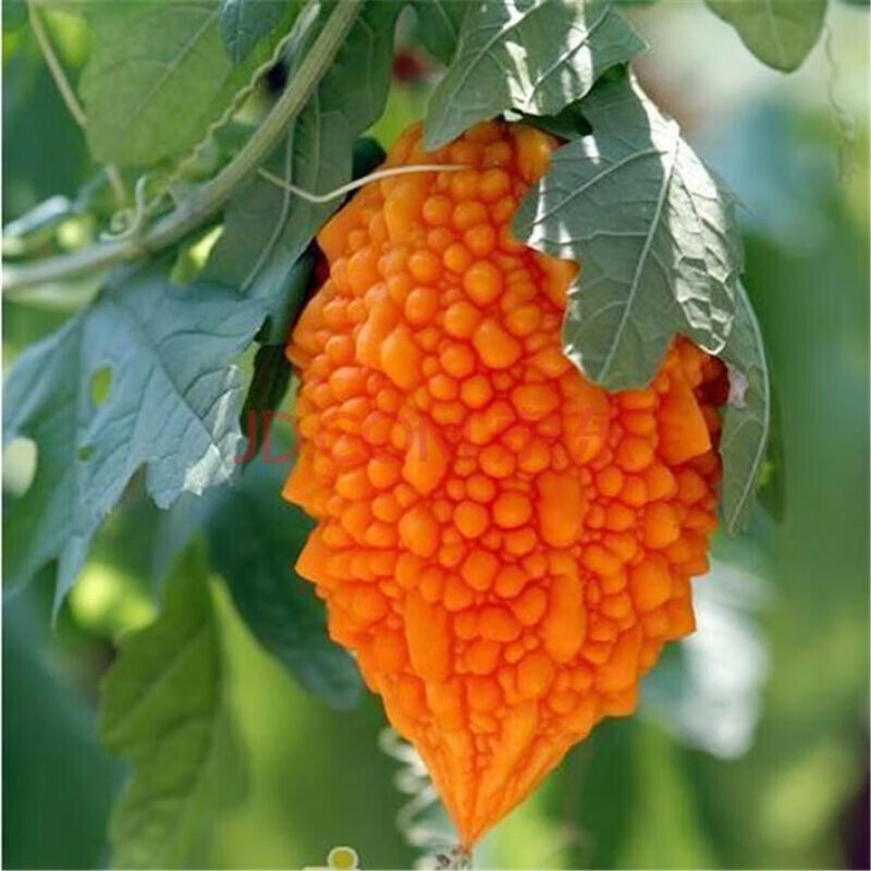 小濑瓜种子赖葡萄种子金铃子小癞瓜黄金小苦瓜庭院种瓜果蔬菜种子