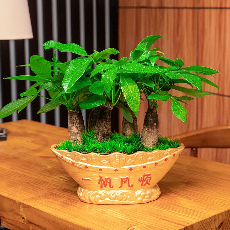 一帆风顺金色盆(六株) 带盆栽好