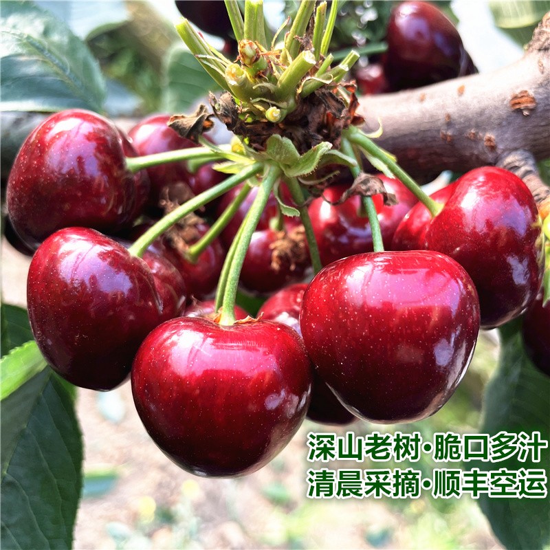 双十一查车厘子樱桃历史价格|车厘子樱桃价格走势图