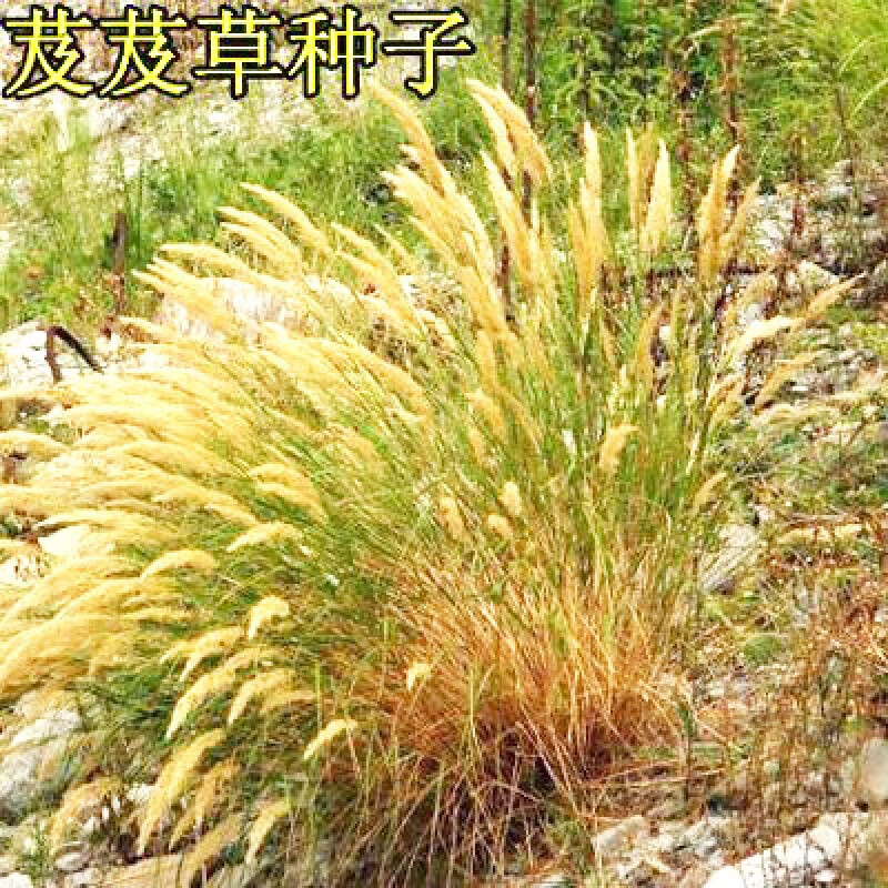 好客花乡牧草种子新采芨芨草种子席萁草种子家禽饲料耐盐碱易种好客