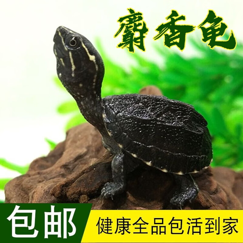诗轩乌龟活物剃刀蛋龟麝射香龟巨头龟深水龟吃粪观赏乌龟宠物乌龟活体 4-5厘米一对
