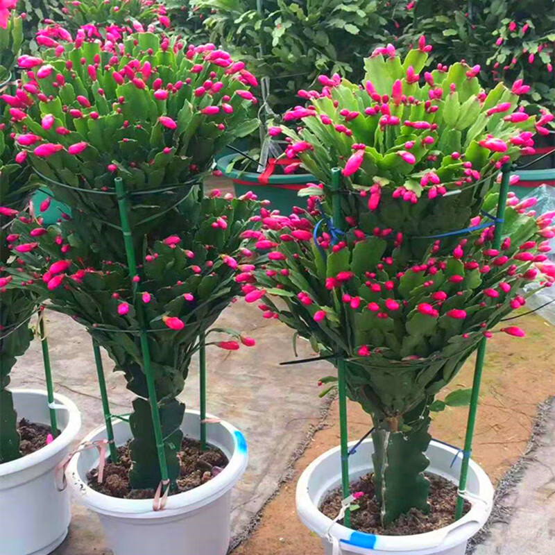 蟹爪兰室内花卉植物盆栽带花苞冬天种四季开的花阳台嫁接多色兰花