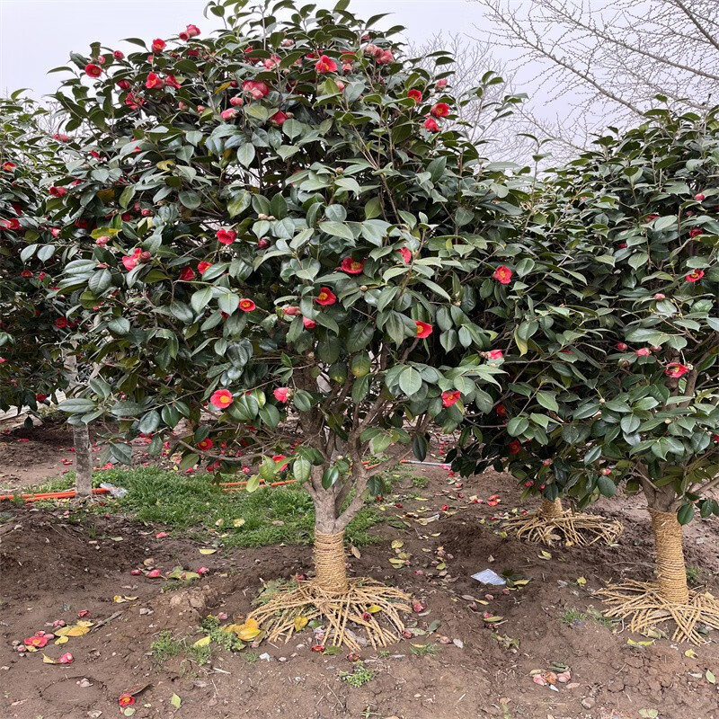 鼎曳山茶花树苗耐冬茶花树高杆别墅庭院地栽浓香妃茶花盆栽耐寒植物 2