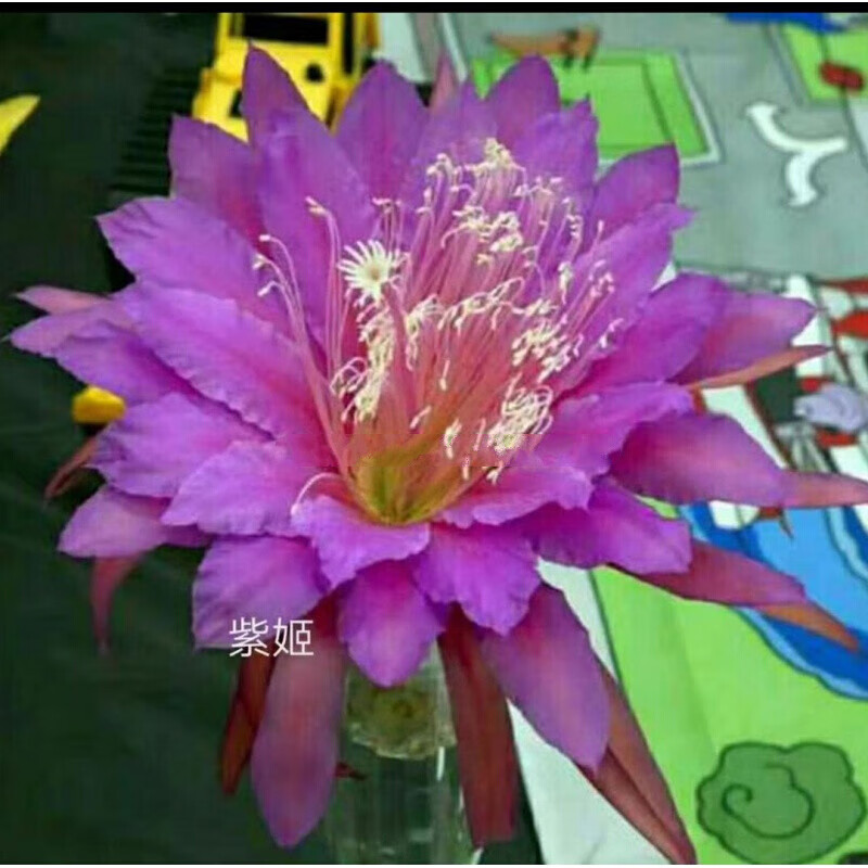 阑兮阁令箭荷花昙花大花重瓣品种带根苗花卉绿植盆栽 紫姬10到15厘米