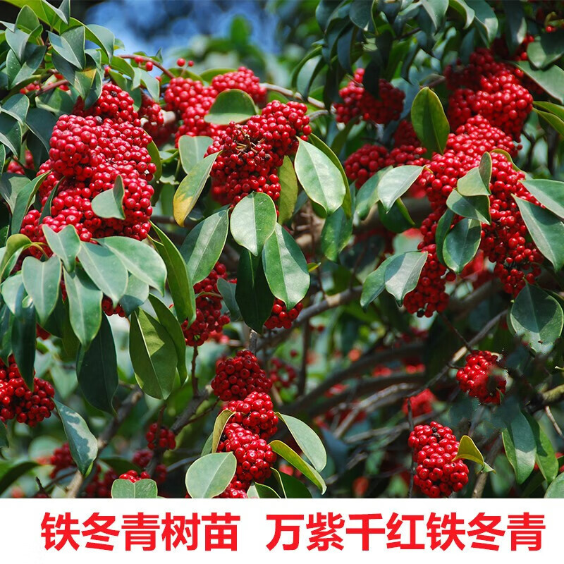 四季常青庭院绿化树珍贵药材白银香小苗盆栽 铁冬青30-40厘米高(3棵)