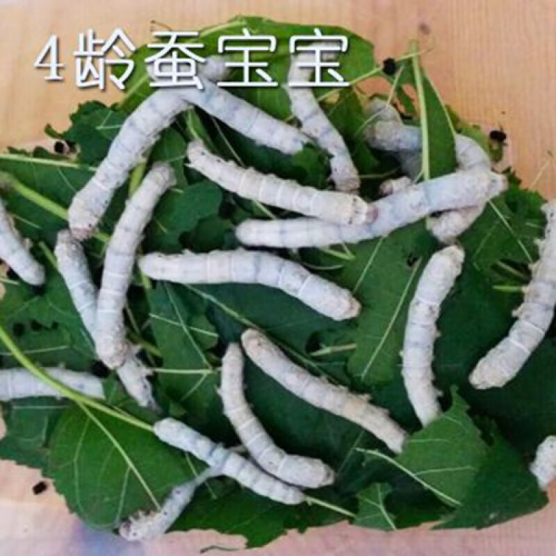蚕宝宝套装巨型学生养蚕蚕卵幼蚕大蚕金丝彩色七彩新鲜桑叶套装条 桑叶一包1龄蚕 虎窝购