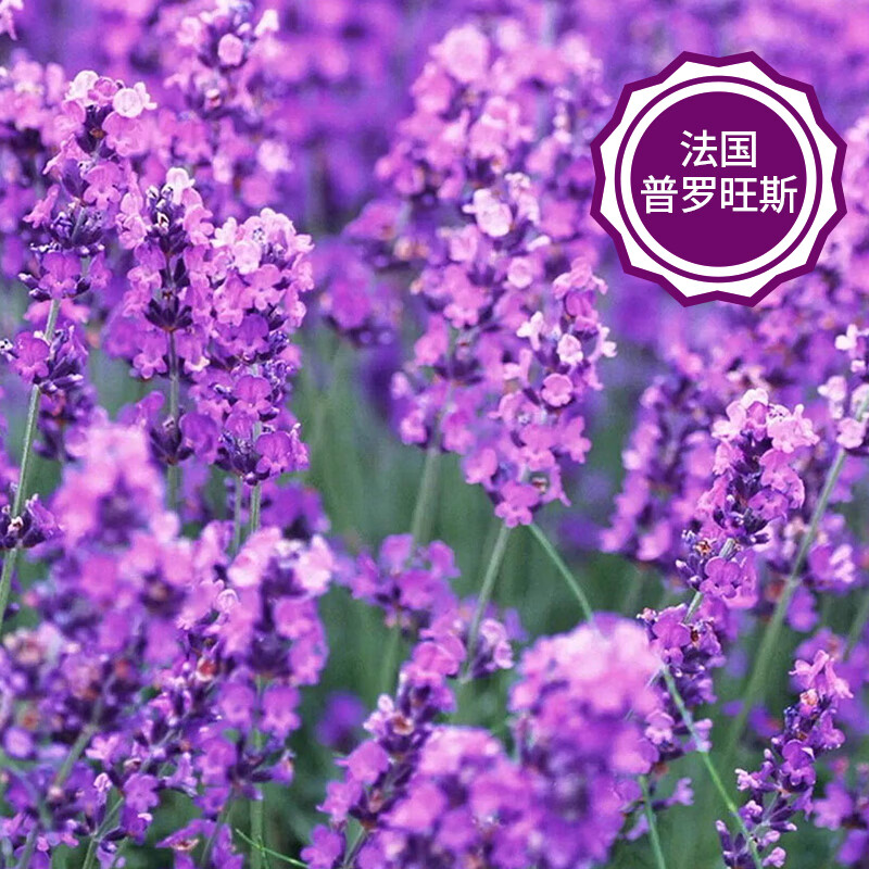 四季种易活开花薰衣草花籽驱蚊草室外阳台 普罗旺斯1000粒 赤霉酸 肥