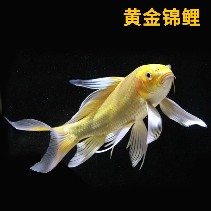 锦鲤活鱼观赏鱼活体冷水淡水景观鱼黄金龙凤锦鲤鱼好养耐活小金鱼 30