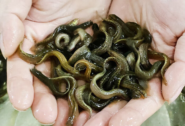 米詅台湾泥鳅苗好养活体黄金泥鳅鱼苗观赏鱼筏钓鱼淡水小金龙养殖饲料