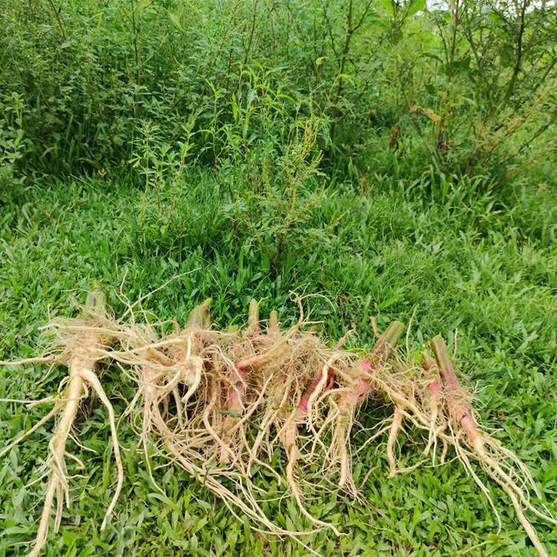 江影清新鲜野苋菜簕苋菜头带刺簕苋菜簕苋头红簕苋菜祛湿汤料材料  