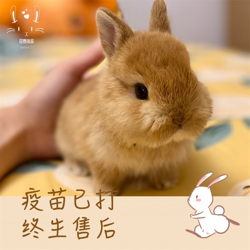 鲤上吻来宠物兔子活物小型凤眼海棠侏儒兔活体迷你西施猫猫兔长不 不