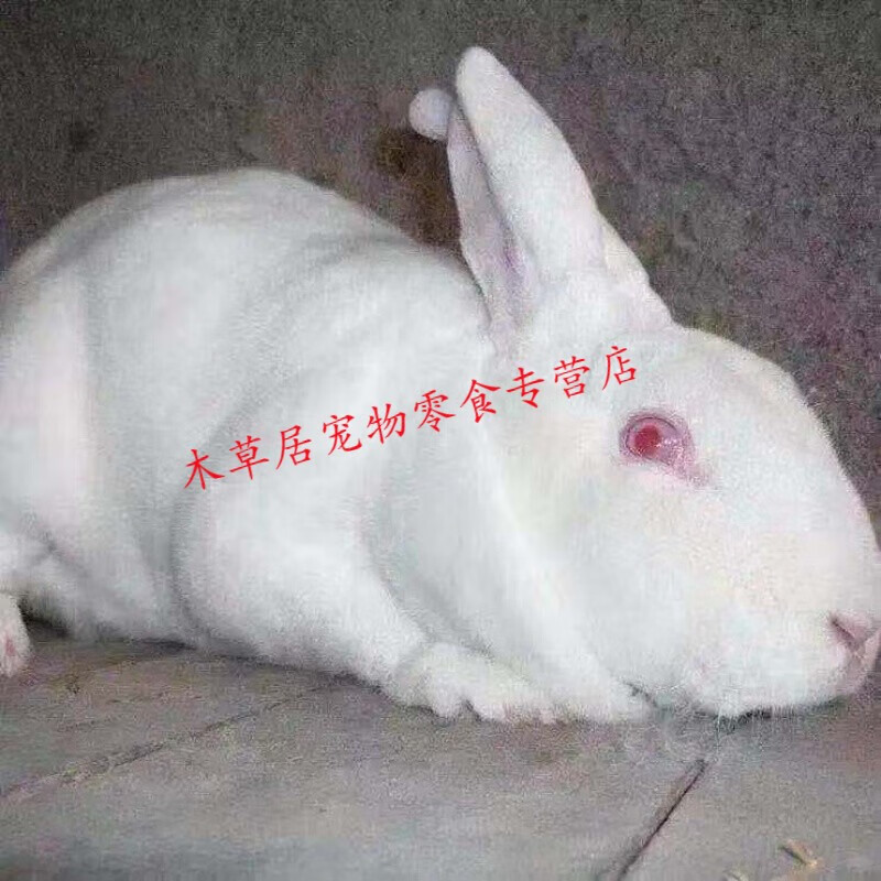 仟芸新品巨兔大型肉兔喜马拉雅巨兔活体家养兔子巨兔苗可繁殖好养