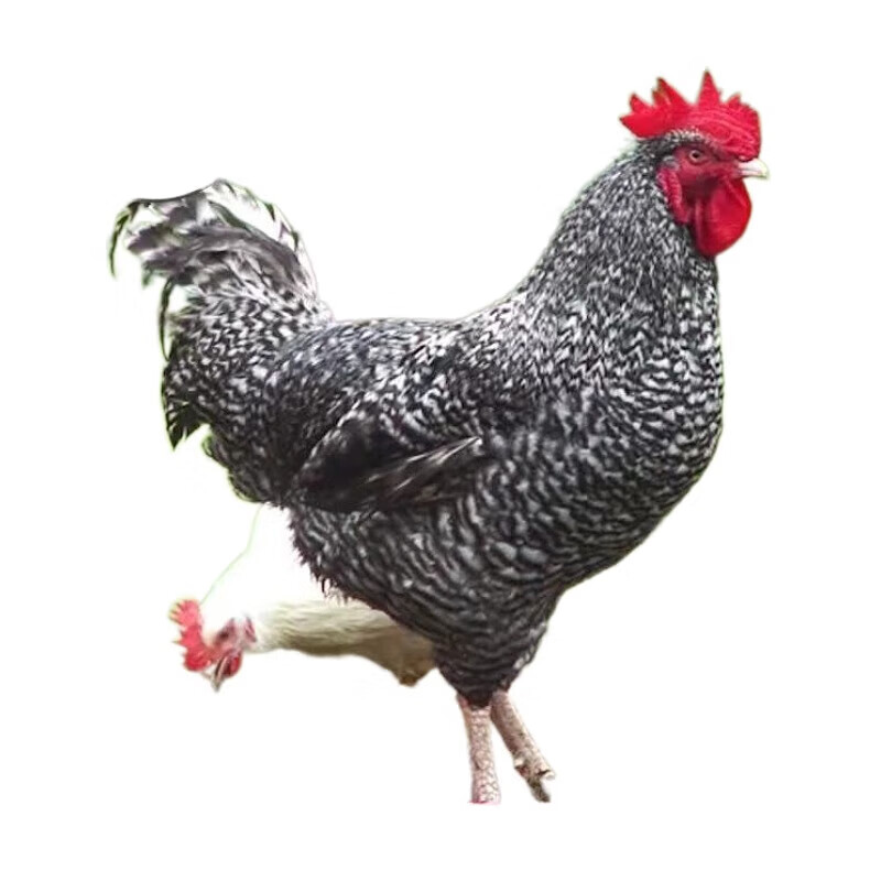 达泽侠芦花鸡苗活体鸡苗批发脱温半斤一斤绿壳蛋金芦花黑白芦花小鸡