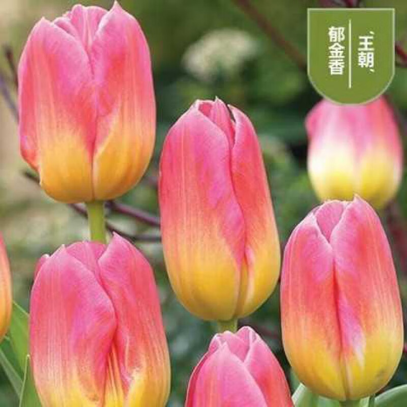 郁金香花苗水土培种子阳台花卉盆栽 王朝 20个种球(以上20个品种)不含