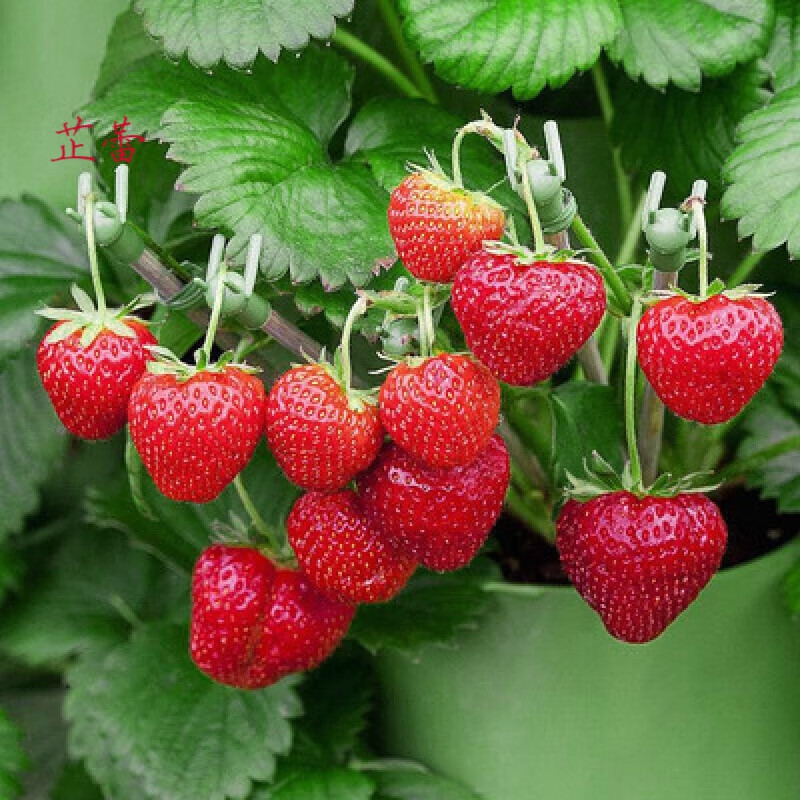 怎么查花草林木类京东历史价格|花草林木类价格走势