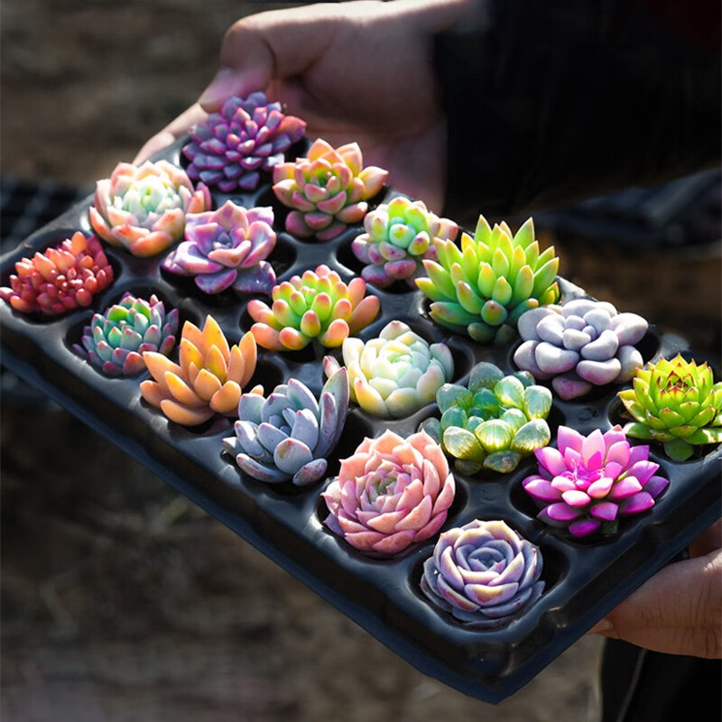 京东多肉植物历史价格走势图|多肉植物价格历史