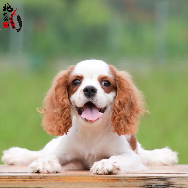 【30天保障】查理王小猎犬幼犬活体 纯种宠物狗狗 查理王小猎犬活体