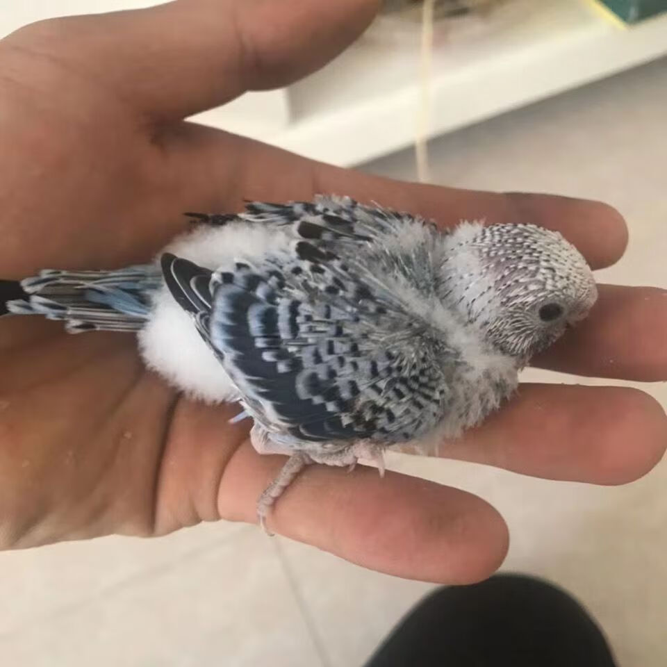 虎皮鹦鹉活体 鹦鹉活体幼雏鸟宠物手养黄绿桃玄凤大头虎皮包健康 雏鸟