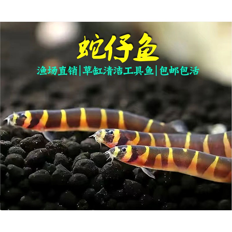 蛇仔鱼苦力缸清洁除涡虫蛋白残渣小型观赏鱼淡水好养 蛇仔鱼4-5cm1条